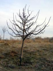 Winter Pruning